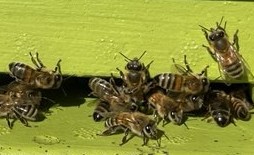 bienen